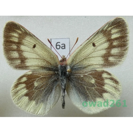 Colias nebulosa niveata Verity, 1909 male China6a